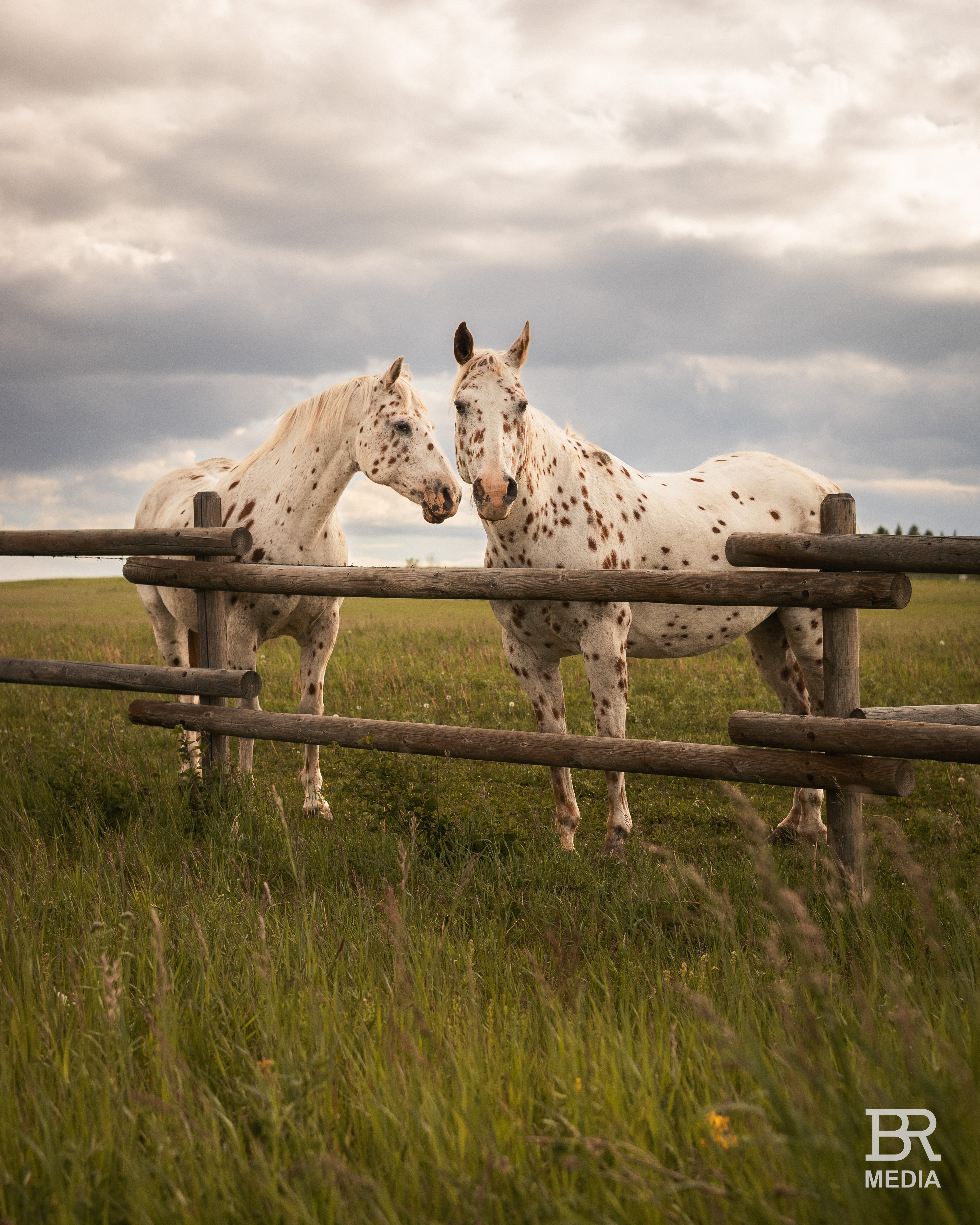 Equine Portraits photography by Backcountry Ranching Media
