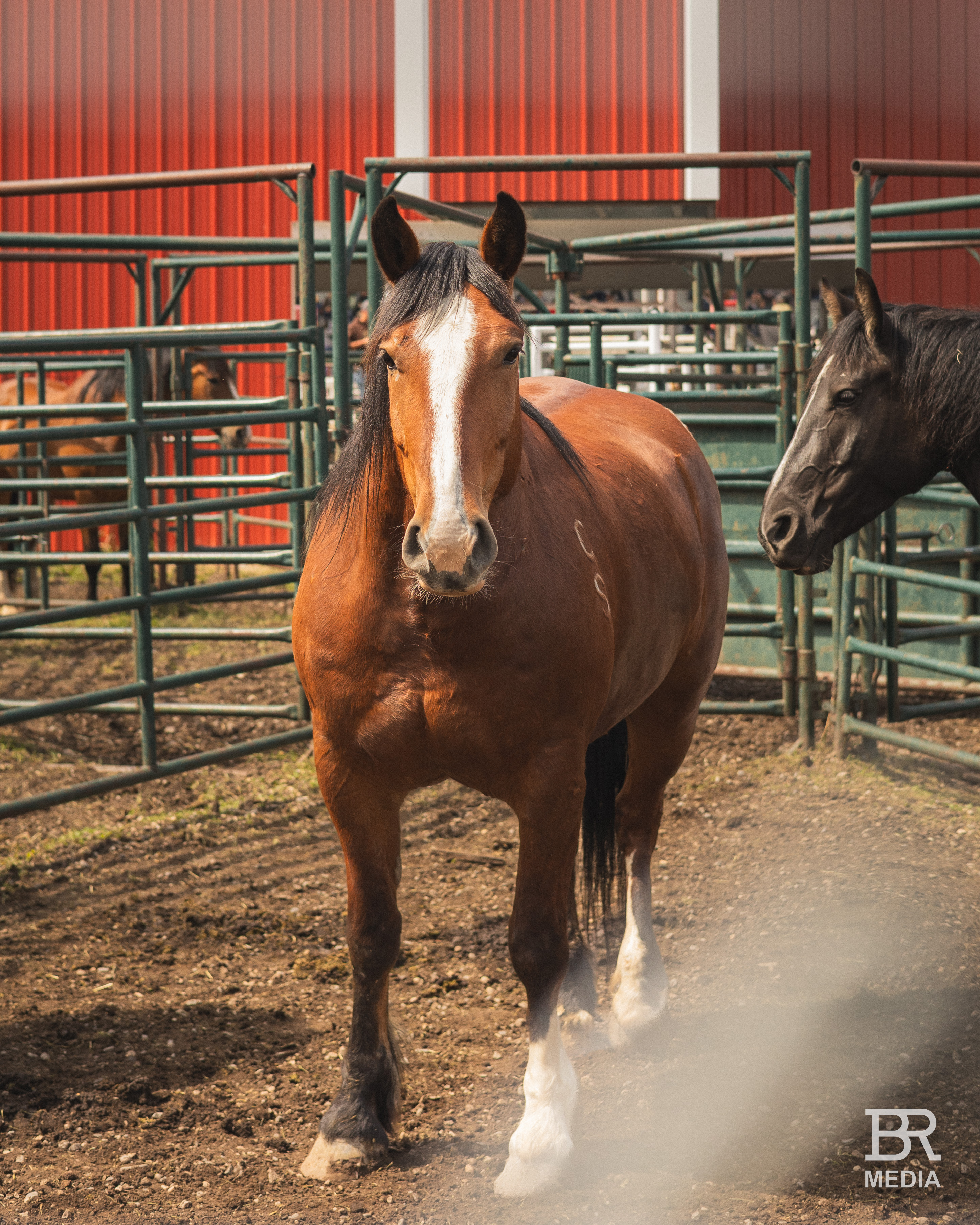 Rodeo photography by Backcountry Ranching Media