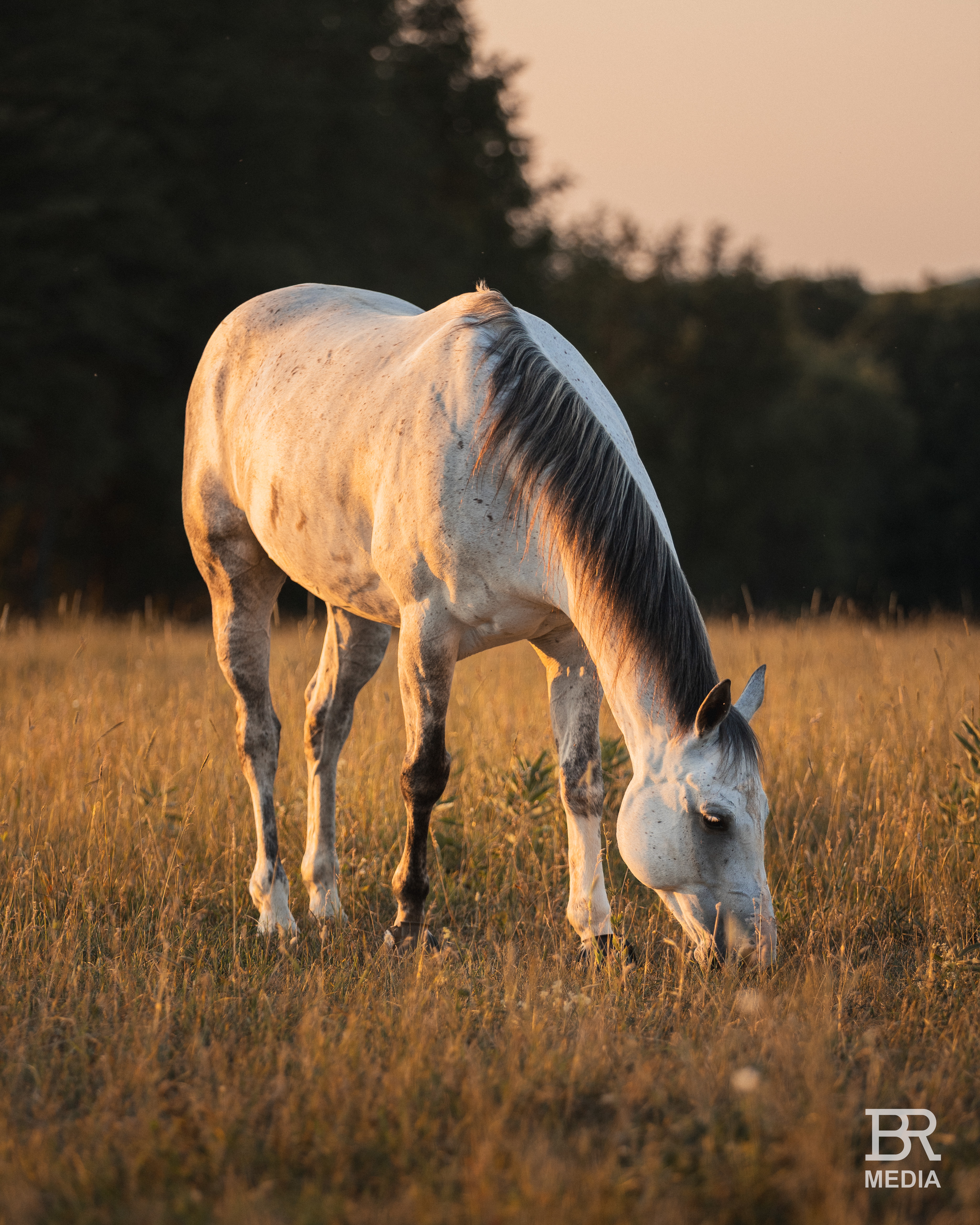 Equine portrait photography